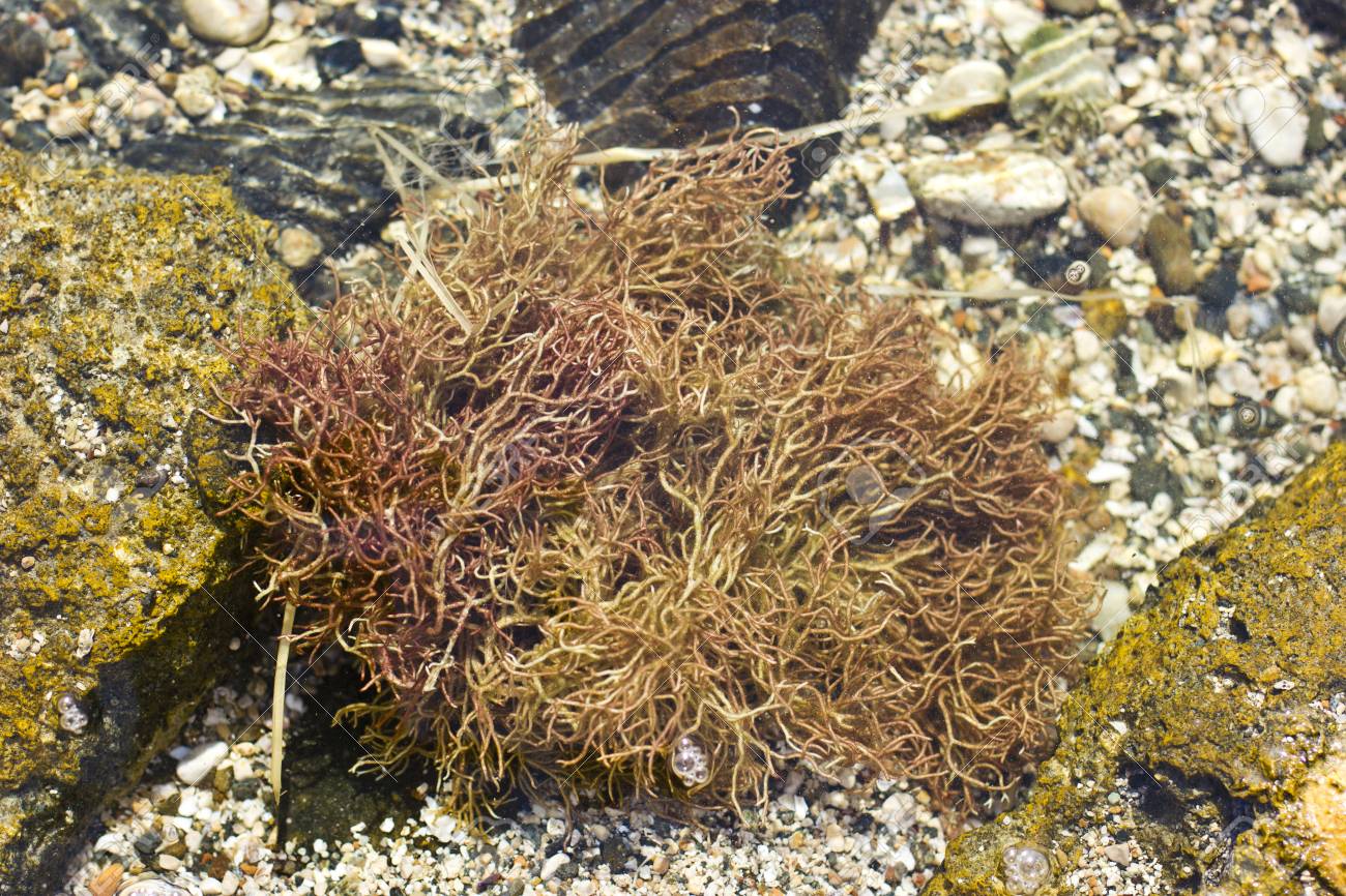 brown algae