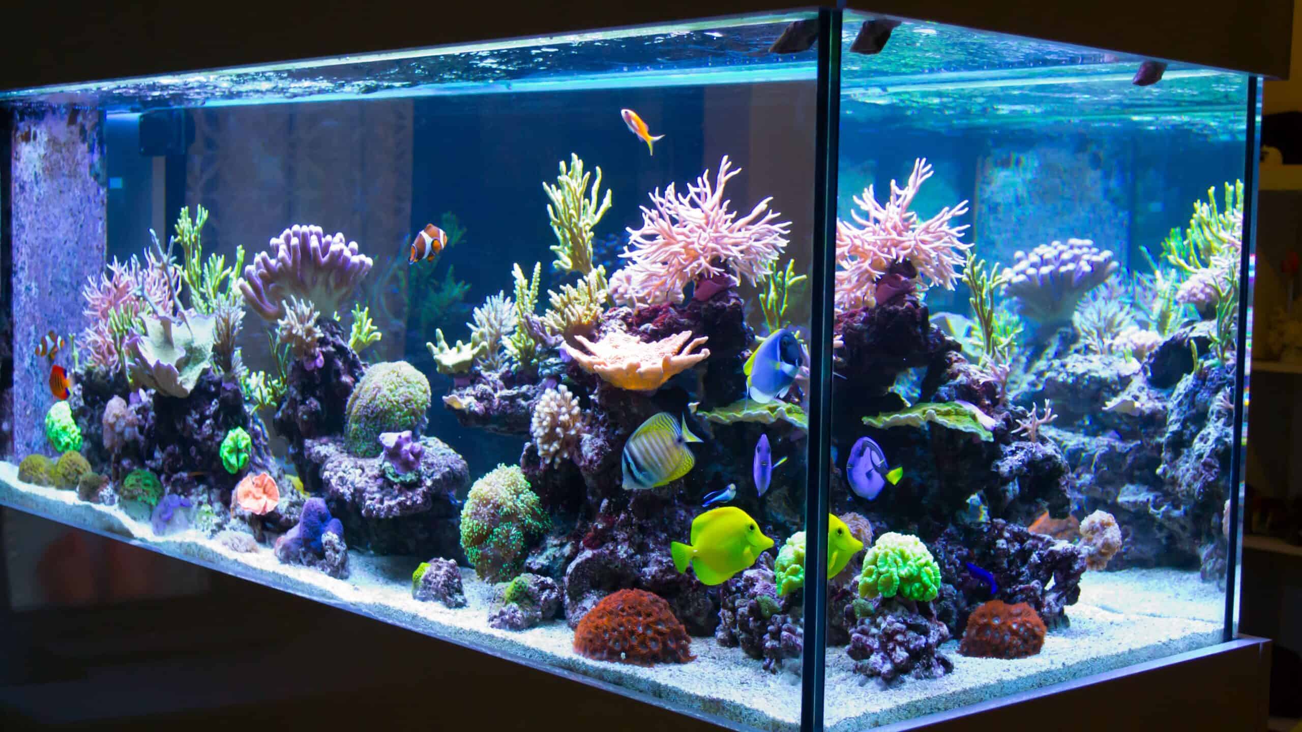 Delving into the enchanting world of saltwater aquariums